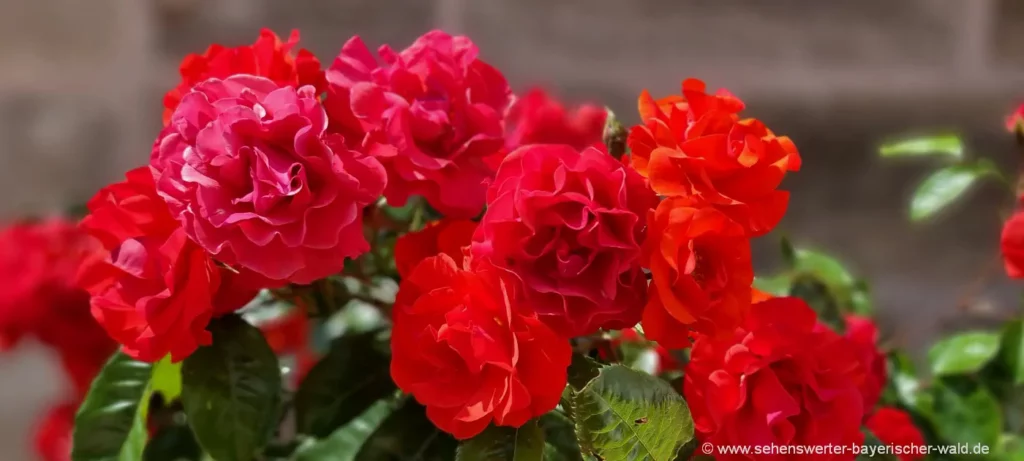 Günstig Rote Rosen verschicken 